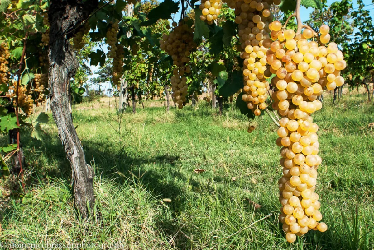 https://www.matteodaffada.it/wp-content/uploads/2023/02/Nuovo-bando-vigneti-ok.jpg