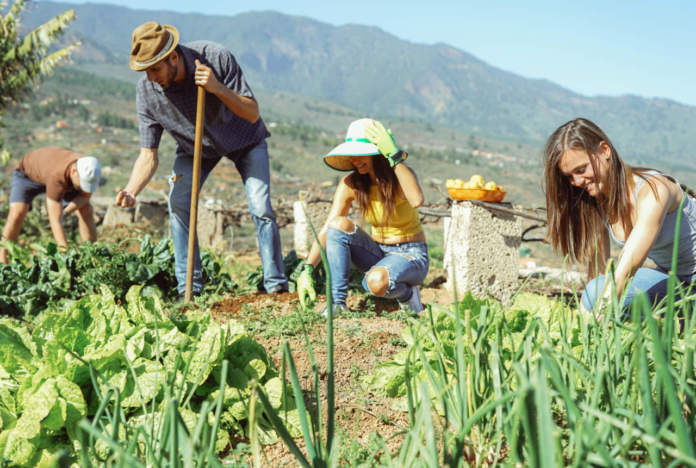 https://www.matteodaffada.it/wp-content/uploads/2024/02/Giovani-agricoltura-696x468-1.jpg