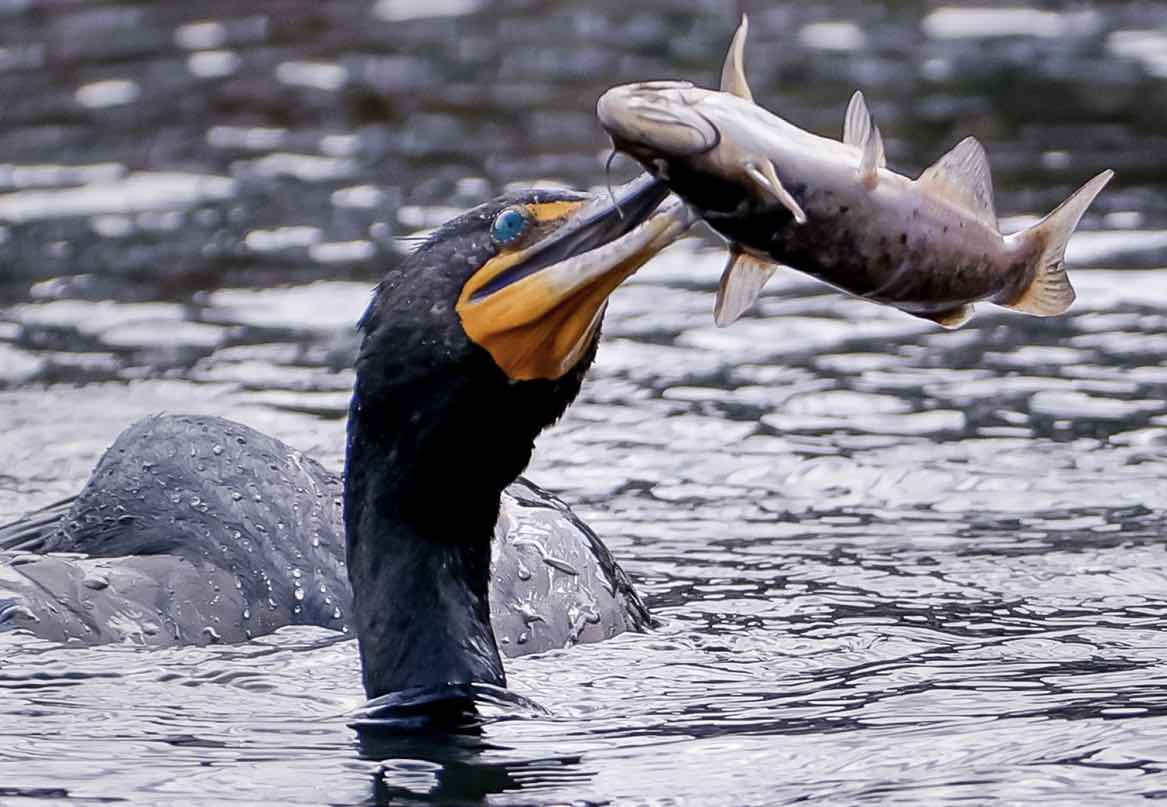 https://www.matteodaffada.it/wp-content/uploads/2025/03/Cormorano-e-trota.jpg